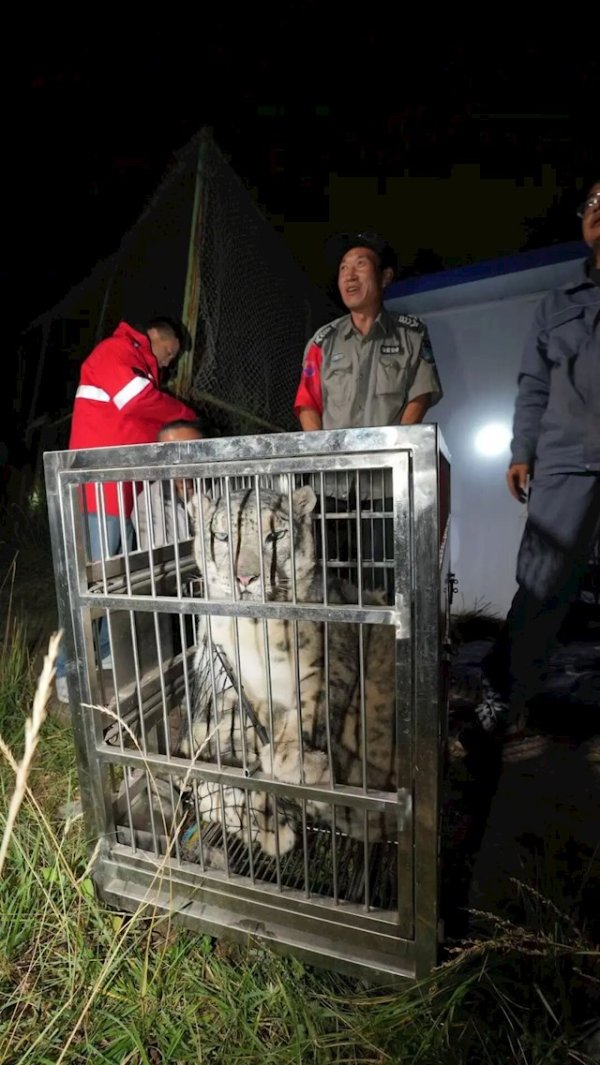 天弘配资 西宁野生动物园“越狱”雪豹“闹闹”已被找到：一脸不开心